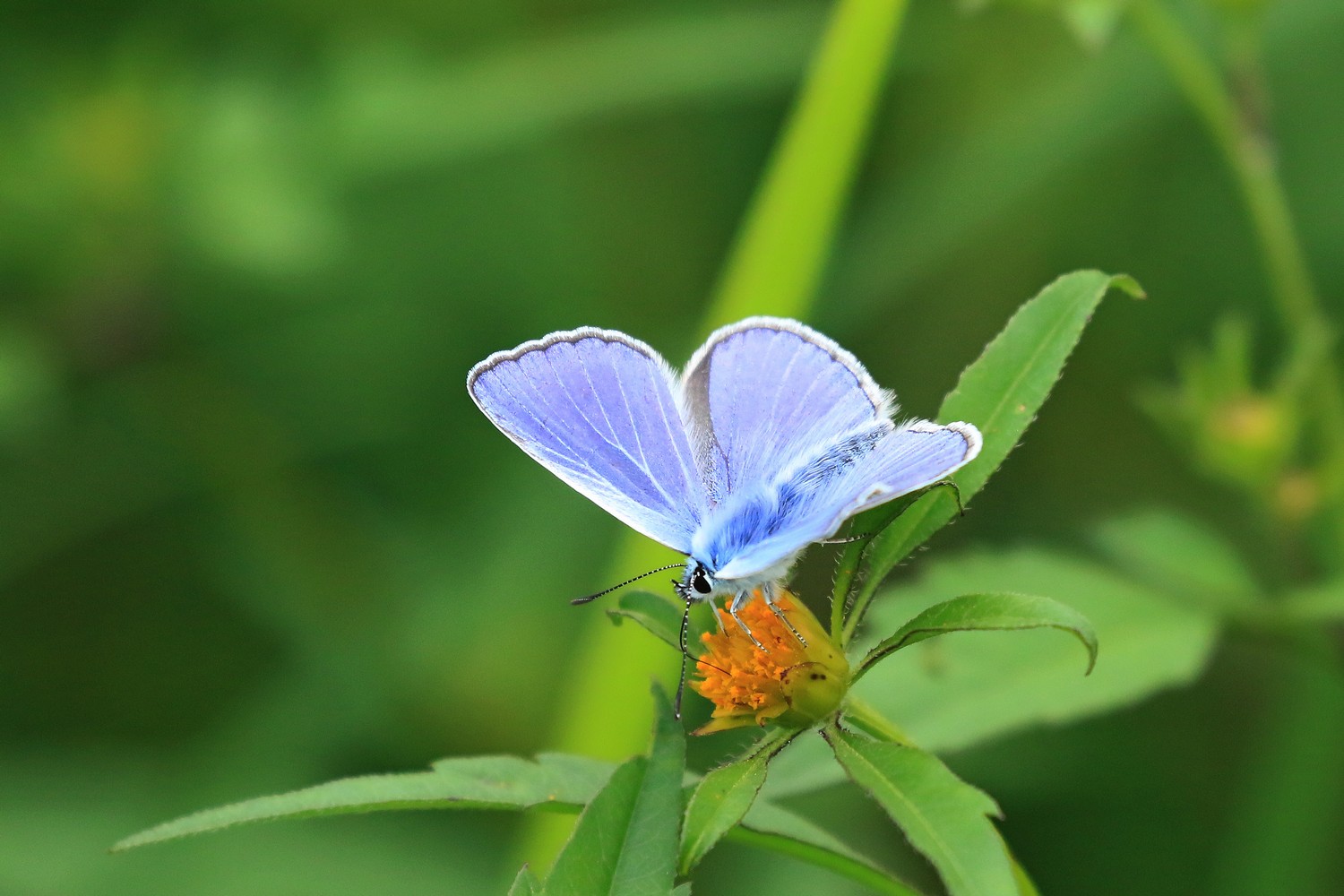 Polyommatus bellargus m. e f. ?   No, Polyommatus icarus